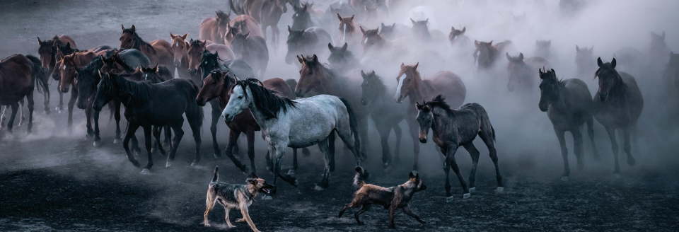 Herding horses